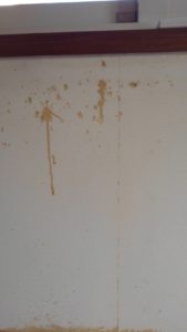 Image ea7c79b 169x300 - 相模原の便利屋さんは、町田市で壁・クロスの汚れ落とし